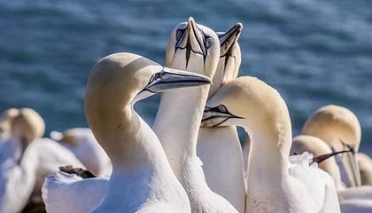 九游体育官方app-莱万状态火热，连续7场在德甲破门，莱万2020集锦