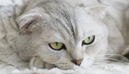 九游体育官方app-莱万状态火热，连续7场在德甲破门，莱万2020集锦