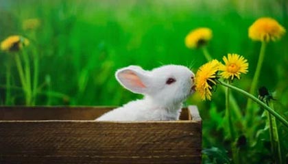 九游体育官方app-莱万状态火热，连续7场在德甲破门，莱万2020集锦